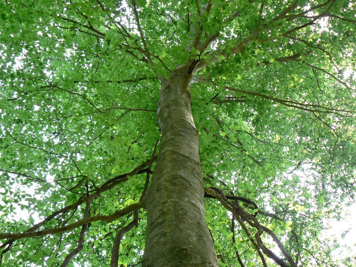 How to Care for American Beech