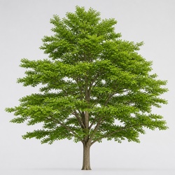 American Elm Identification Guide