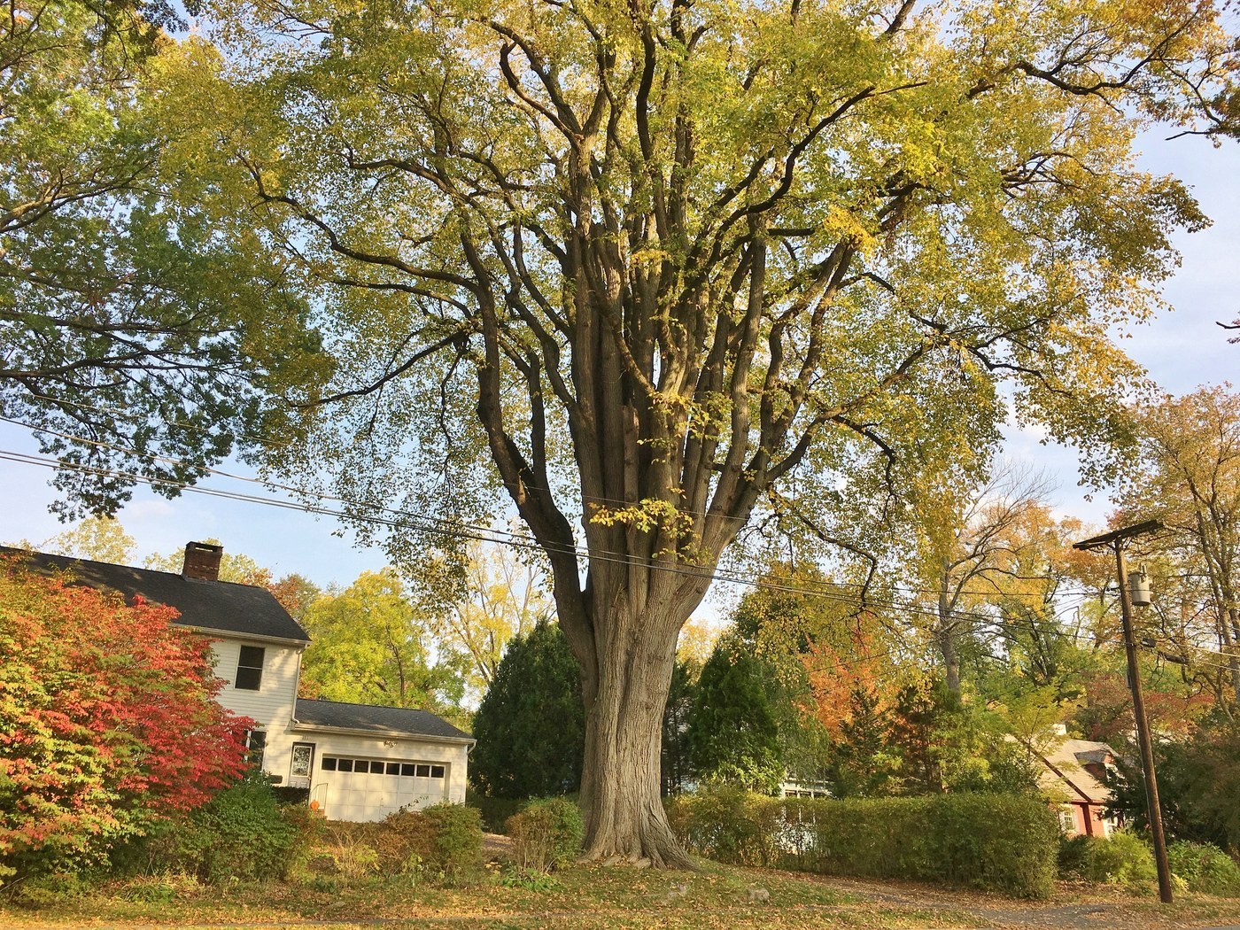 How to Care for American Elm