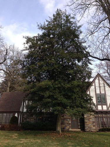 American Holly