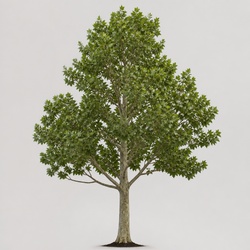 American Sycamore Identification Guide
