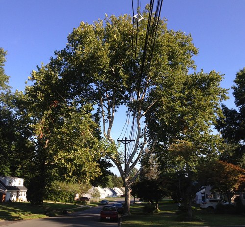 American Sycamore