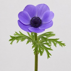Anemone Identification Guide
