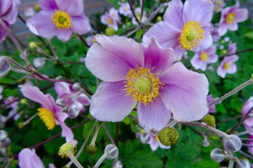 Anemone