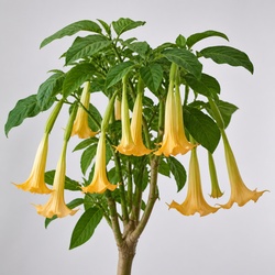 Angel's Trumpet Identification Guide