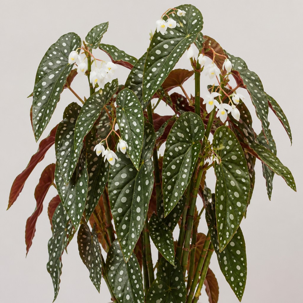 Angel Wing Begonia
