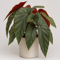 Angel Wing Begonia Identification Guide