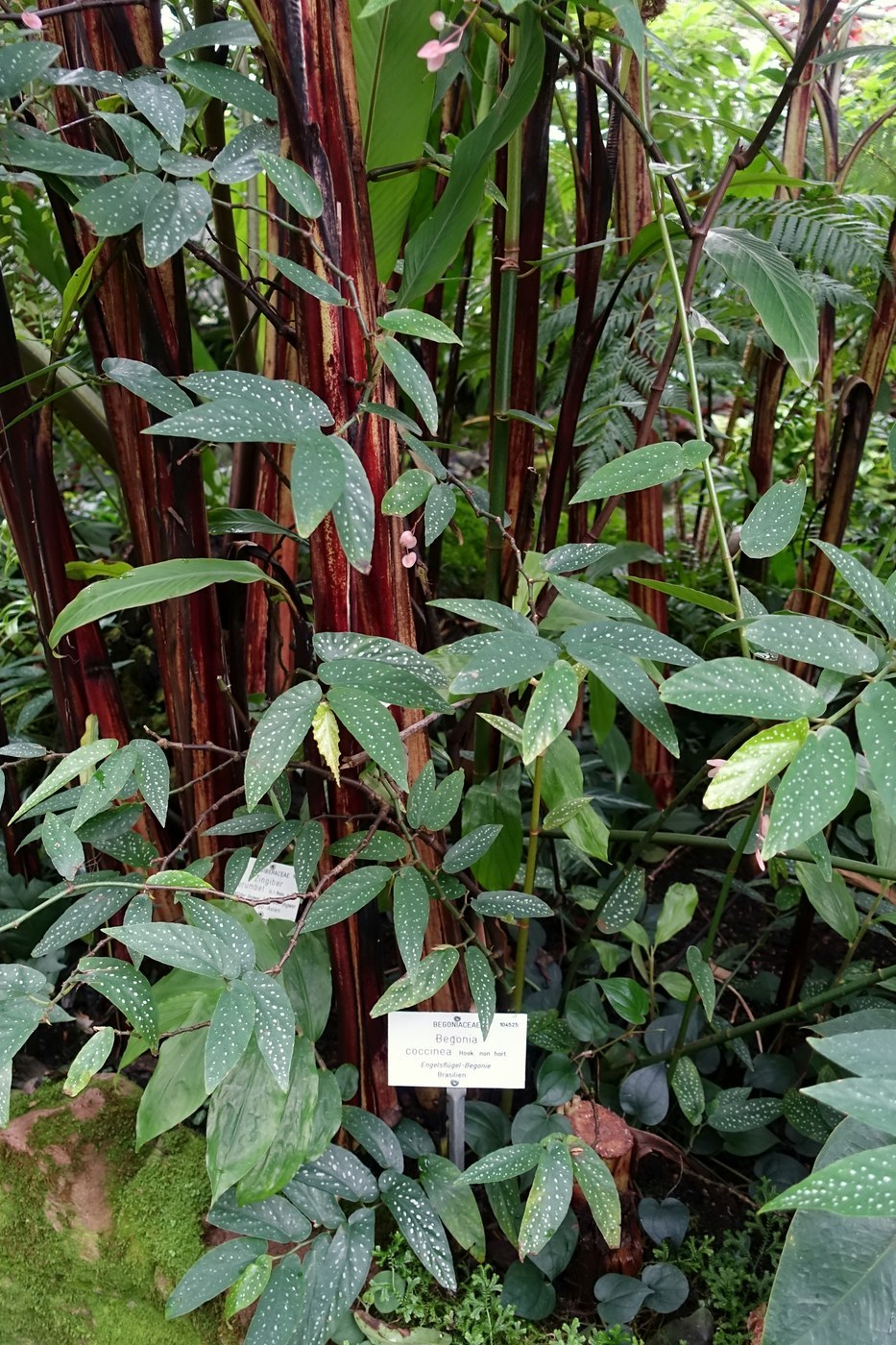 How to Care for Angel Wing Begonia