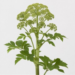 Angelica Identification Guide