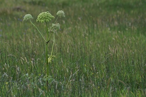 Angelica
