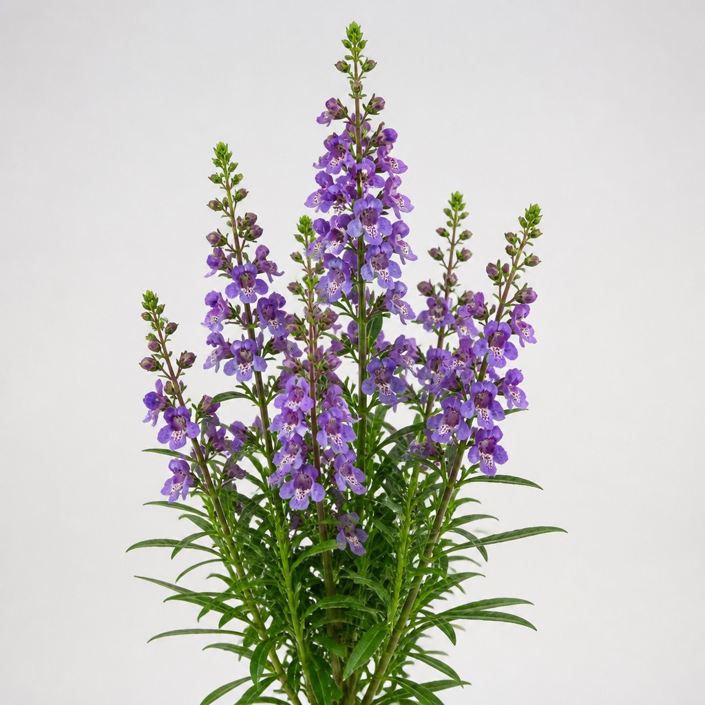Angelonia