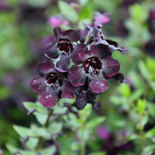 Angelonia