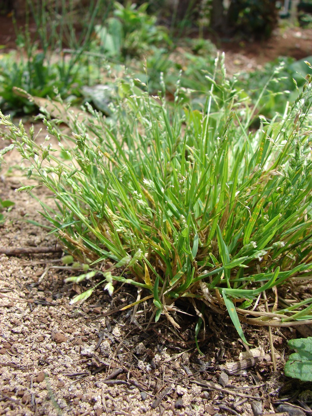 How to Care for Annual Bluegrass