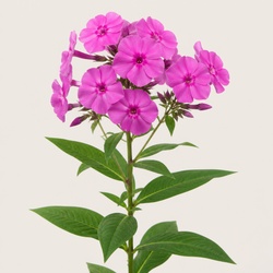 Annual Phlox Identification Guide