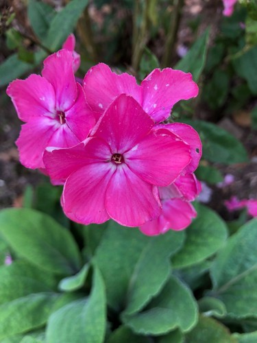 Annual Phlox