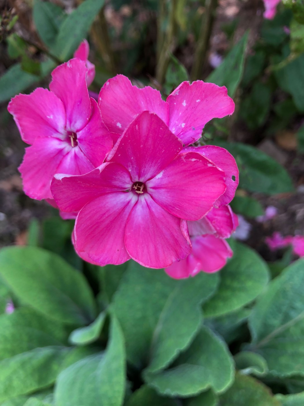How to Care for Annual Phlox