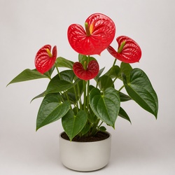 Anthurium Identification Guide