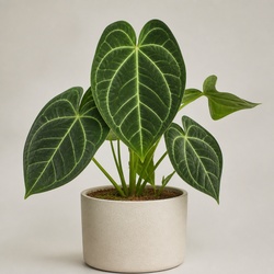 Anthurium Clarinervium Identification Guide