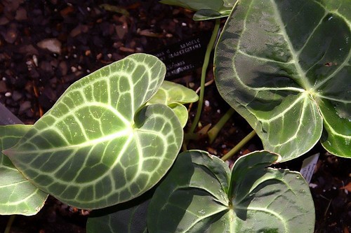 Anthurium Clarinervium