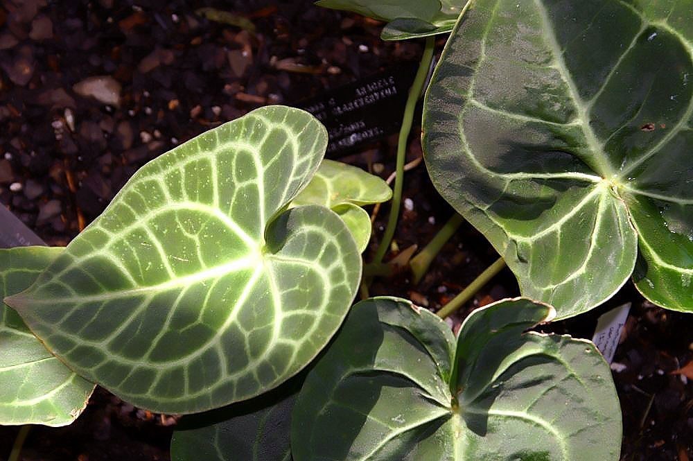 How to Care for Anthurium Clarinervium