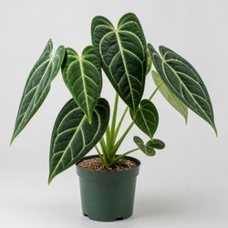 Anthurium Warocqueanum Identification Guide