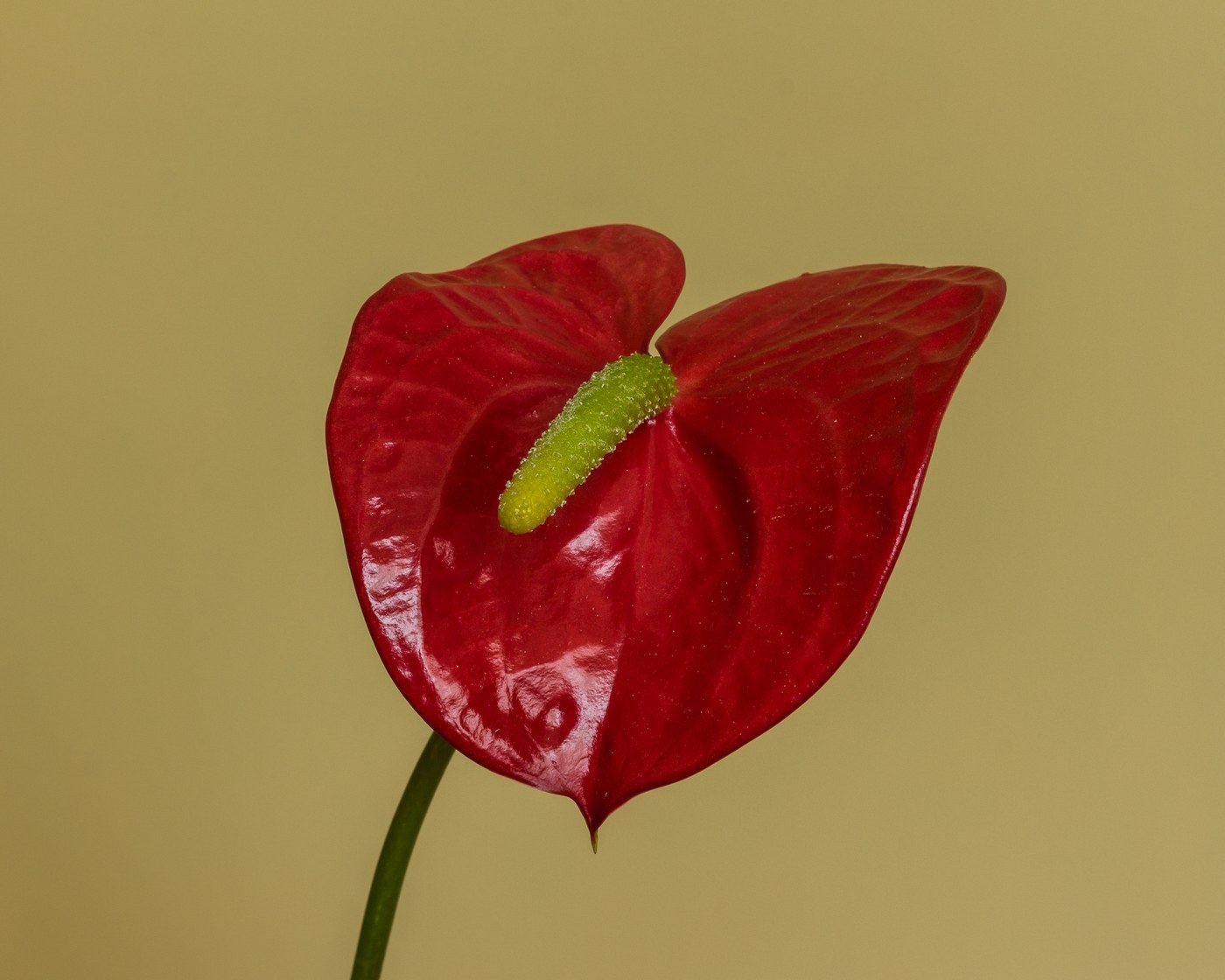 How to Care for Anthurium