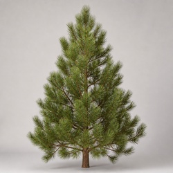 Apache Pine Identification Guide