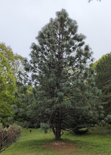 Apache Pine