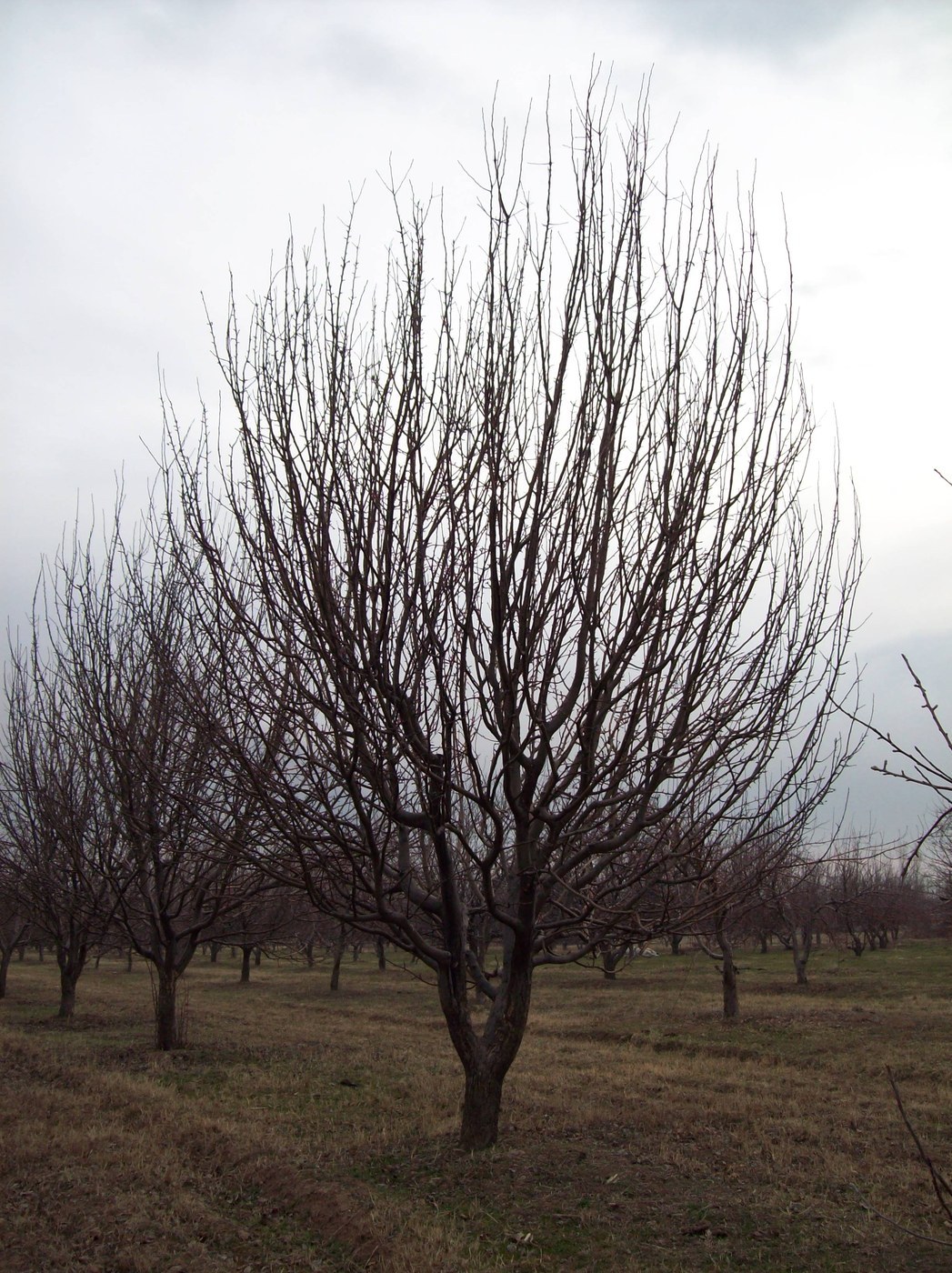 How to Care for Apple Tree