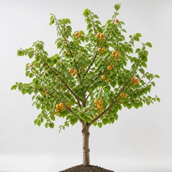 Apricot Tree Identification Guide
