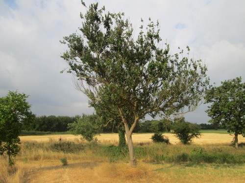 Apricot Tree