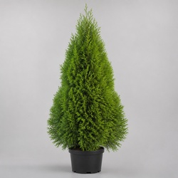 Arborvitae Identification Guide