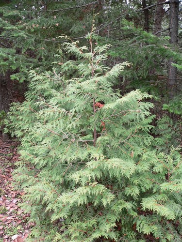 Arborvitae