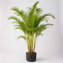 Areca Palm Identification Guide