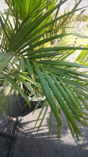 Areca Palm