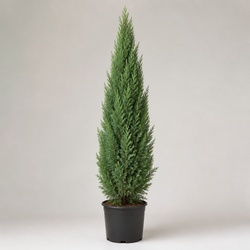 Arizona Cypress Identification Guide