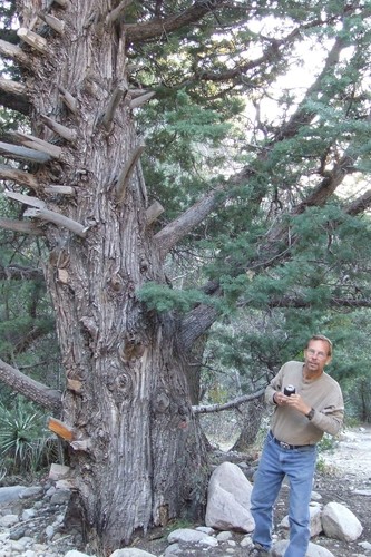 Arizona Cypress