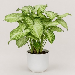 Arrowhead Plant Identification Guide