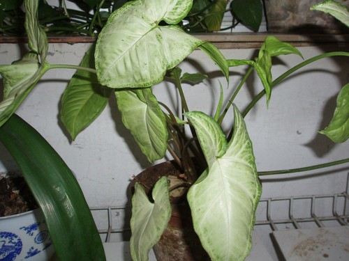 Arrowhead Plant