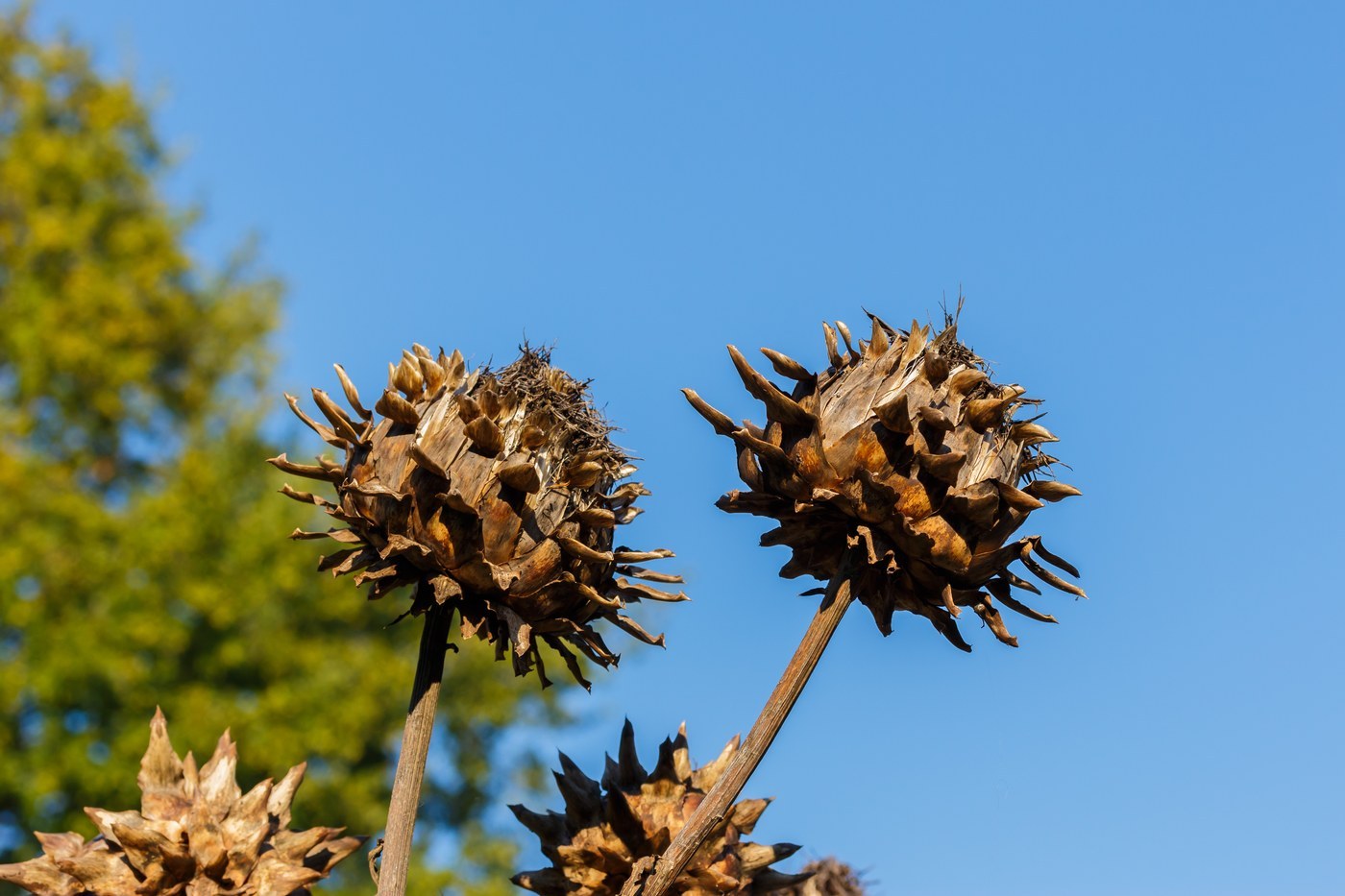 How to Care for Artichoke