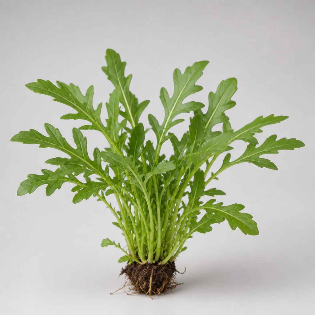 Arugula