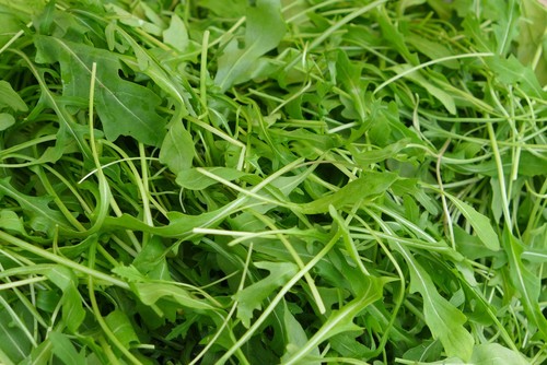 Arugula