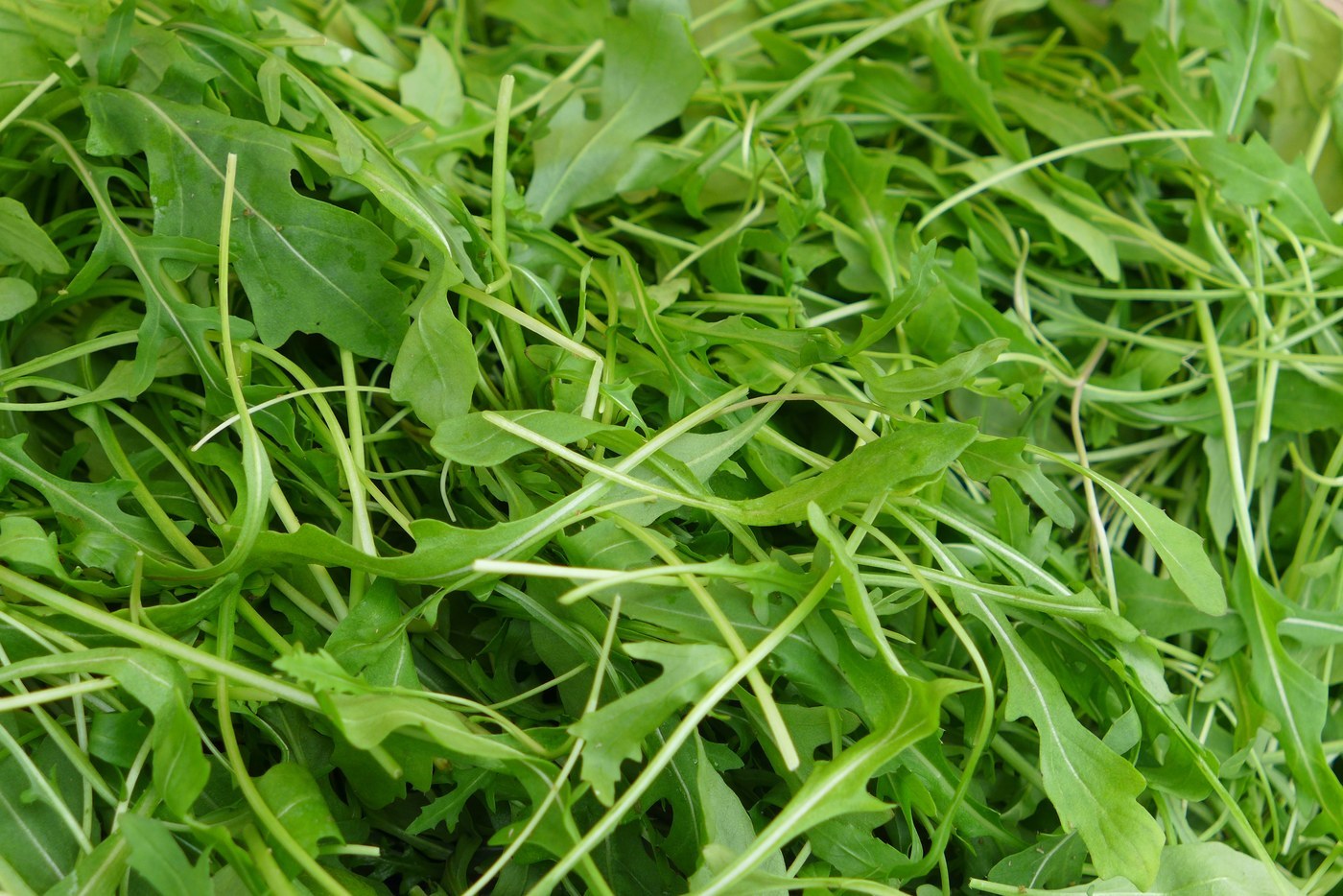 How to Care for Arugula