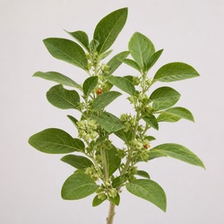 Ashwagandha Identification Guide
