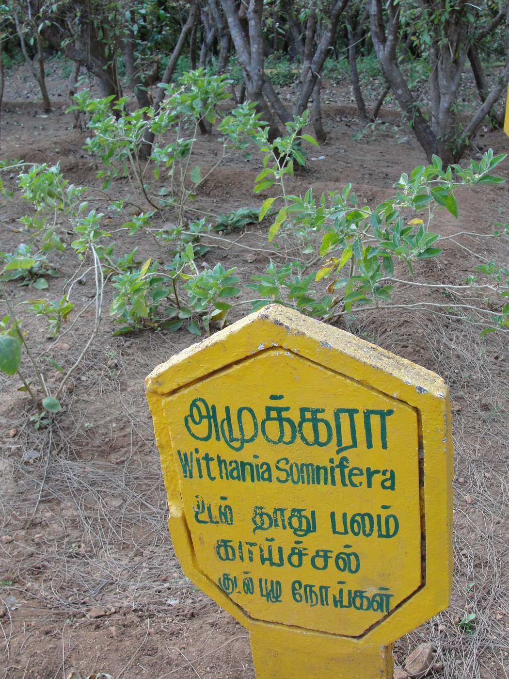 How to Care for Ashwagandha