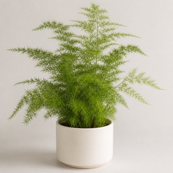 Asparagus Fern Identification Guide