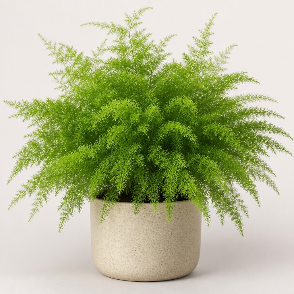 Asparagus Fern