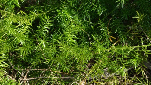 Asparagus Fern