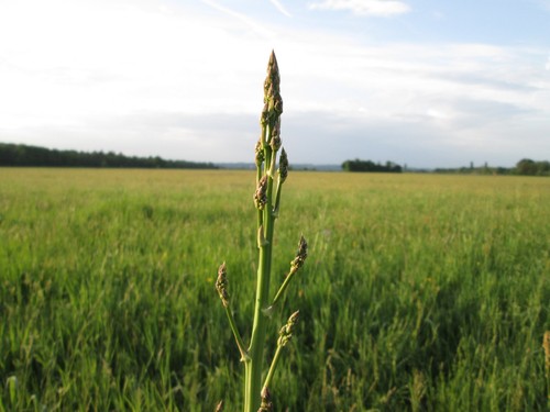 Asparagus
