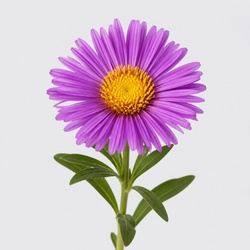 Aster Identification Guide
